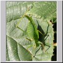 Leptophyes punctatissima - Punktierte Zartschrecke 05.jpg